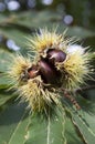 Opened castanea sativa, sweet chestnuts hidden in spiny cupules, tasty brownish nuts marron fruits Royalty Free Stock Photo