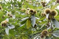 Opened castanea sativa, sweet chestnuts hidden in spiny cupules, tasty brownish nuts marron fruits Royalty Free Stock Photo