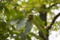 Opened castanea sativa, sweet chestnuts hidden in spiny cupules, tasty brownish nuts marron fruits Royalty Free Stock Photo