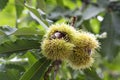 Opened castanea sativa, sweet chestnuts hidden in spiny cupules, tasty brownish nuts marron fruits Royalty Free Stock Photo