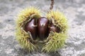 Opened castanea sativa, sweet chestnuts hidden in spiny cupules, tasty brownish nuts marron fruits Royalty Free Stock Photo