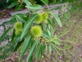 Sweet or Spanish chestnut tree branch with leaves and fruits Royalty Free Stock Photo