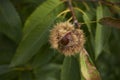 Castanea sativa tree Royalty Free Stock Photo