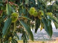 Castanea sativa tree with fruit Royalty Free Stock Photo
