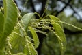 Castanopsis fissa Champ. ex Benth. Rehd. et Wils-Castanopsis chinensis Hance