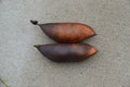 Castanospermum australe, also called Moreton Bay Chestnut or Blackbean Royalty Free Stock Photo