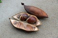 Castanospermum australe, also called Moreton Bay Chestnut or Blackbean