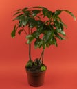Castanospermum australe in pot with red background, top view