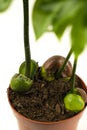 Castanospermum australe in pot with white background, top view