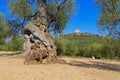 Castell d`Ulldecona and an old olive tree Royalty Free Stock Photo