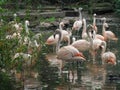 Selective focus shot of flaminglets or baby flamingos from captive breeding
