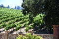 Castello di Amorosa Winery and Vineyard in the Napa Valley in Calistoga, California Royalty Free Stock Photo
