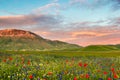 Castelluccio di Norcia, flowering Royalty Free Stock Photo