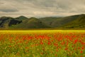 Castelluccio di Norcia meadow Royalty Free Stock Photo