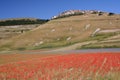 Castelluccio di Norcia & Poppies Royalty Free Stock Photo