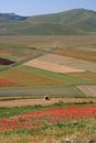 Castelluccio di Norcia / Poppies & coloured fields Royalty Free Stock Photo