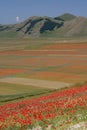 Castelluccio di Norcia / Poppies & coloured fields Royalty Free Stock Photo