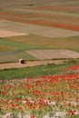 Castelluccio di Norcia / Poppies & coloured fields Royalty Free Stock Photo