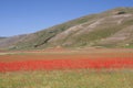 Castelluccio di Norcia / Poppies & Panorama Royalty Free Stock Photo