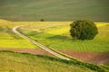 Castelluccio flowers hills Royalty Free Stock Photo