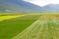 Castelluccio flowers hills Royalty Free Stock Photo