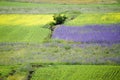 Castelluccio flowers hills