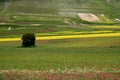 Castelluccio /spring fields Royalty Free Stock Photo