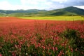 Castelluccio /spring landscape Royalty Free Stock Photo