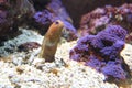 Castelnau jawfish Royalty Free Stock Photo