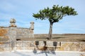 Lonely tree near Castelo de Almeida, Portugal