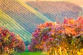 Castelvetro di Modena, vineyards in Autumn