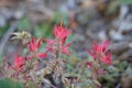 Castilleja Applegatei Bloom - San Emigdio Mtns - 100722