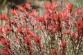 Castilleja Applegatei Pinetorum Bloom - San Emigdio Mtns - 071023