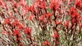 Castilleja Applegatei Pinetorum Bloom - San Emigdio Mtns - 071023