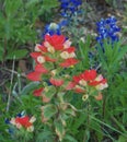 Castilleja indivisa, Texas Indian Paintbrush