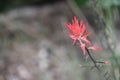 Castilleja isolated near desert blurred background.