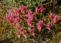 Castillo flowers in the tundra. Royalty Free Stock Photo