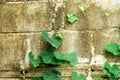 Castle brick wall background with green plant Royalty Free Stock Photo