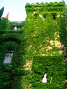 The castle is covered with grape leaves.