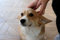 The Castle Pembroke Welsh Corgi dog looks forward and the child strokes it