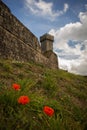 Castle of Radicofani with poppies. Royalty Free Stock Photo