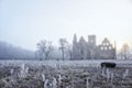 castle ruins in the morning sun Royalty Free Stock Photo