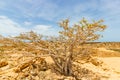 Castle of Sumhuram, Salalah, Dhofar, Sultanate of Oman. View of an old tree growing between the rocks of the archaeological site