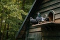 Castolovice, Czech Republic, 11 September 2021: Purebred pigeons sitting on fancy wooden dovecote at the country farm, free-