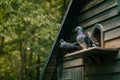 Castolovice, Czech Republic, 11 September 2021: Purebred pigeons sitting on fancy wooden dovecote at the country farm, free-