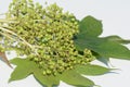 Castor aralia (Kalopanax septemlobus) berries. Ranunculaceae deciduous tree.