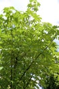 Castor Aralia Leaves 822961