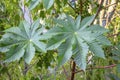 Castor Bean Leaves