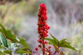 Castor bean plant on La Palmared