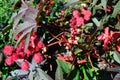 Castor Bean Ricinus communis spiny red seed pods and flowers horizontal Royalty Free Stock Photo